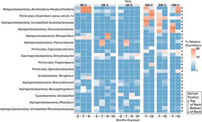 In situ Linkage of Fungal and Bacterial Proliferation to Microbiologically Influenced Corrosion in B20 Biodiesel Storage Tanks